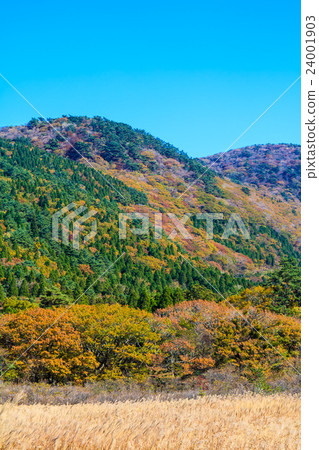 Kuju Buddha Gatu · Dute Ryo Autumn leaves and Suzuki 24001903