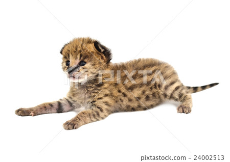 baby serval isolated 24002513