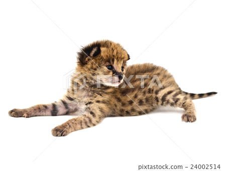baby serval isolated 24002514