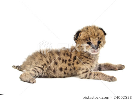 baby serval isolated 24002558