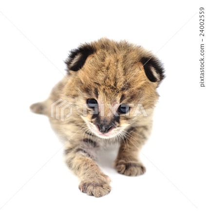 baby serval isolated 24002559