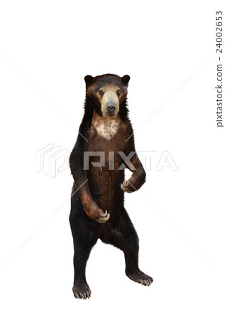 malayan sunbear isolated 24002653