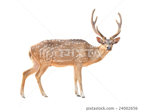 axis deer isolated 24002656