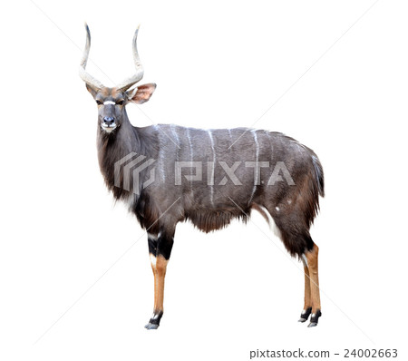 nyala isolated on white background 24002663