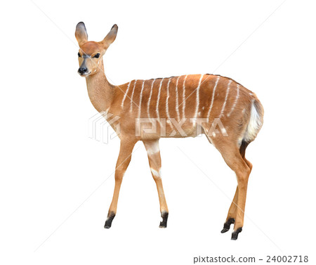 female nyala isolated 24002718