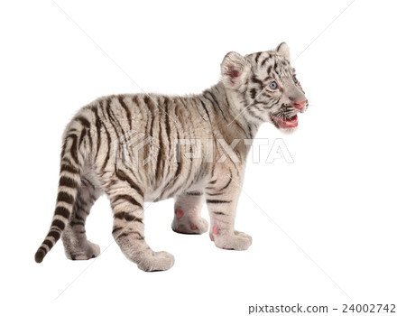 baby white tiger 24002742