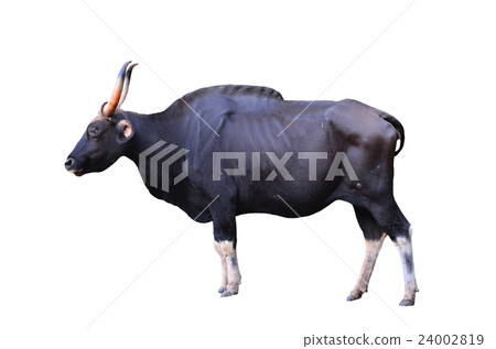 gaur isolated gaur isolated 24002819