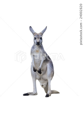 gray kangaroo gray kangaroo 24002820