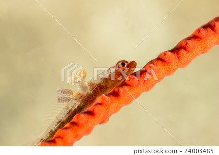 Parasites in Whip Goby on Gorgonian Coral 24003485