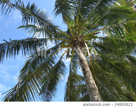 Blue sky and palm tree of New Caledonia 24003821