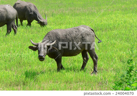Asian buffalos (Bubalus bubalis) in farmland. Asian buffalos (Bubalus bubalis) in farmland. 24004070
