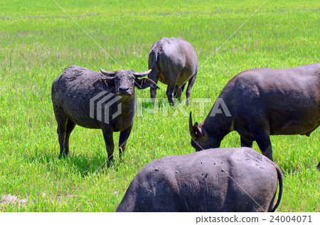 Asian buffalos (Bubalus bubalis) in farmland. 24004071