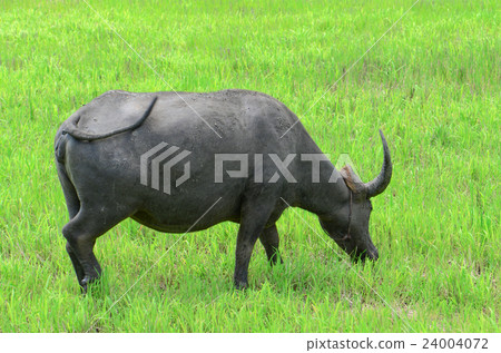 Asian buffalos (Bubalus bubalis) in farmland. 24004072