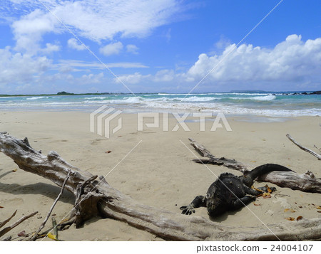 Iguana of the Galapagos Islands 24004107