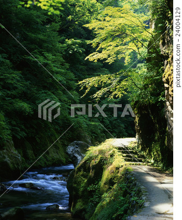 鳴子峽谷 24004129
