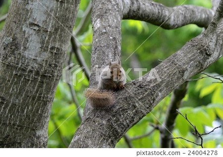 日本猴子 24004278