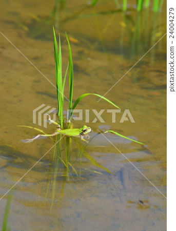 A frog in a rice field A frog in a rice field 24004279