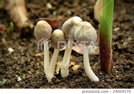 Little mushroom. 24004570