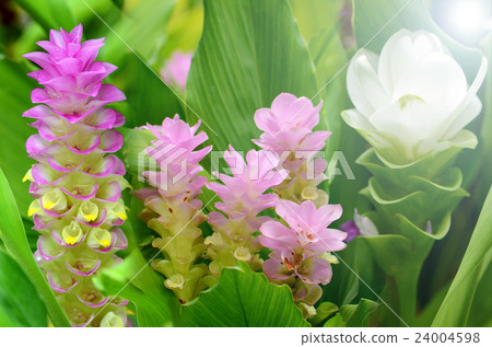 Fancy Siam Tulip. 24004598