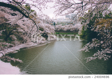 Sakura full bloom and fall into canal Sakura full bloom and fall into canal 24004696