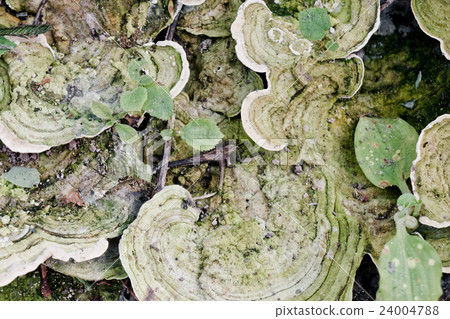 Big green Fungus. Rainbow Bracket, 24004788
