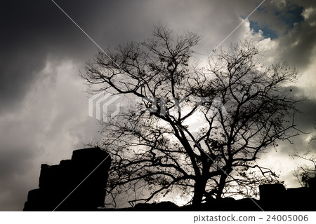 Silhouette of tree. Silhouette of tree. 24005006
