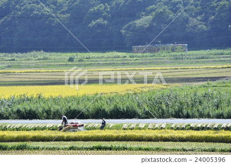 Hitachinaka海濱鐵路到達水稻切割期 24005396