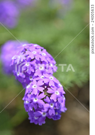 Himebiyozakura (Princess beauty woman cherry) 24005633