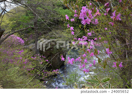 Top of the crown waterfall and azalea 24005652