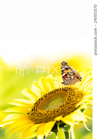 Sunflower field with Sunflower Hyouta monkey 24005870