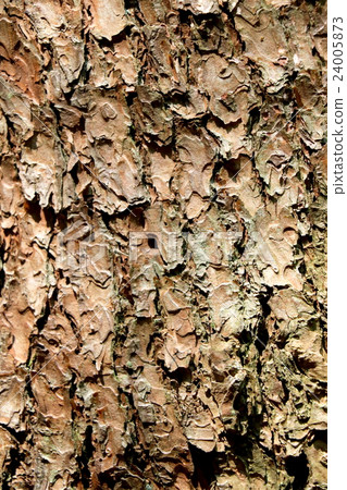 Pinus densiflora bark Pinus densiflora bark 24005873