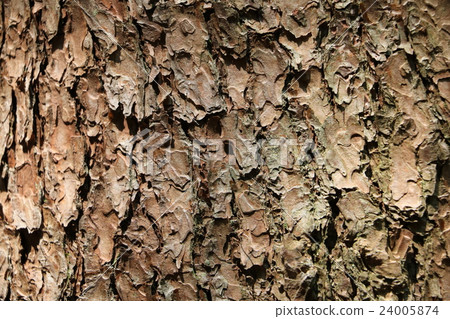 Pinus densiflora bark 24005874