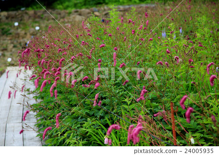 Hakuba Goryu alpine botanical garden Nagano prefecture 24005935