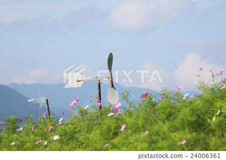 Cosmos Field and Mole Lake Windmill Cosmos Field and Mole Lake Windmill 24006361