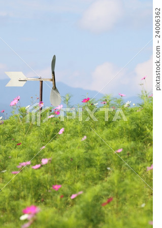 Cosmos Field and Mole Lake Windmill Cosmos Field and Mole Lake Windmill 24006362