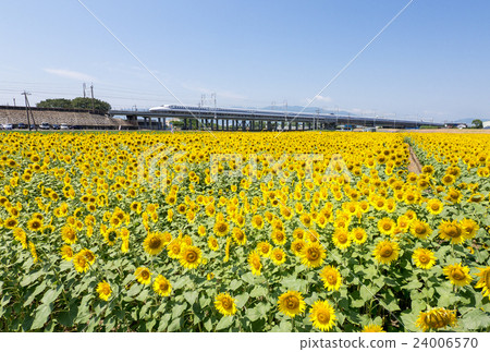 大垣向日葵田和新幹線N 700 A 24006570