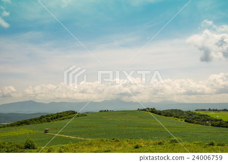 在Tsumagoi村莊Barrigue高原的圓白菜領域 24006759