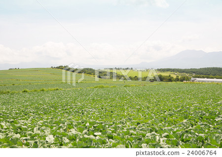 Cabbage field at Tsumagoi Village Barrigue Plateau 24006764