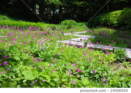 Kinensou community of Rokko alpine botanical garden 24006930
