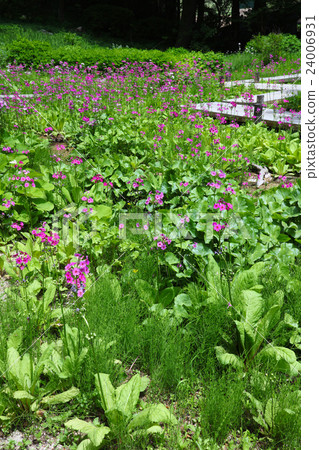 Kinensou community of Rokko alpine botanical garden 24006931