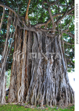 Banyan of Waikiki Beach (Banyan) 24007004