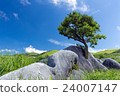 Dendrobatic tree Dendrobatic tree 24007147