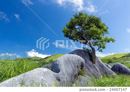 Dendrobatic tree Dendrobatic tree 24007147