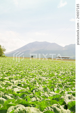 Cabbage field at Tsumagoi village and Mt. Asama 24007185