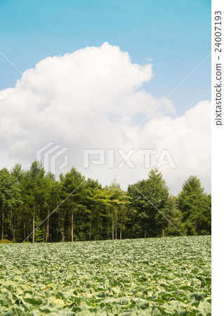 在Tsumagoi村和淺間山的白菜田 24007193