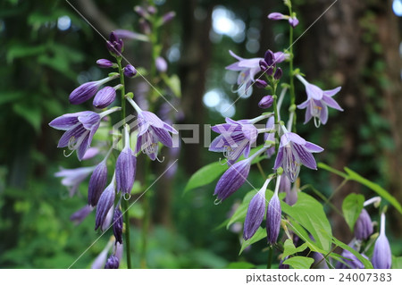 Kobagigi Kobagigi 24007383