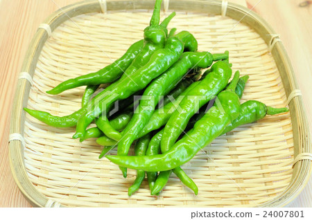 Sweet Fushimi length paddle 24007801