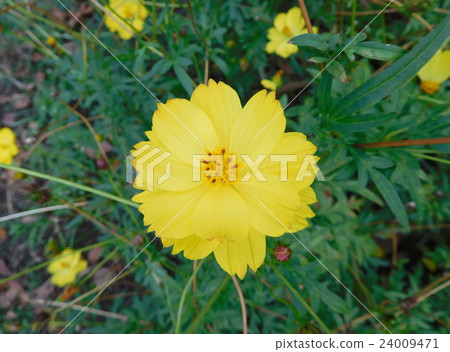  Kivanacosmos 24009471