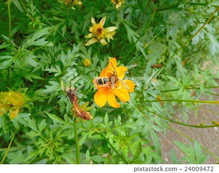 Kivana cosmos and bees 24009472