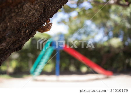 Cicada shell Cicada shell 24010179